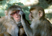 Ученые разработали вакцину против обезьяньего СПИДА 