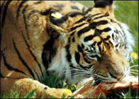 Тигры в зоопарке растерзали своего кормильца 