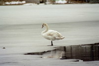 Лебеди вмерзли в лед 