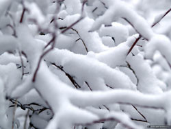 В Киеве выпал первый снег 