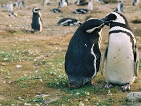 Пингвинам-геям не дали обзавестись потомством 