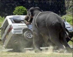 Если на вас напал слон, вам заплатят полмиллиона фунтов стерлингов 