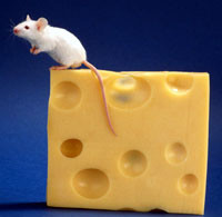 Мыши понадкусывали 80 тонн итальянского сыра 