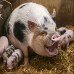 Ирландские свиньи отравились диоксином 