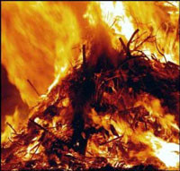 Десятки телят заживо сгорели в Сумской области 