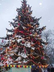 Молдавская милиция арестовала новогоднюю елку 