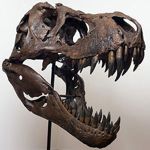 В Аргентине нашли неизвестного динозавра  ФОТО