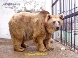 Работница зоопарка украла у медведя еду 