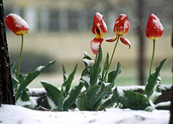 В середине января в Украине наступит весна 
