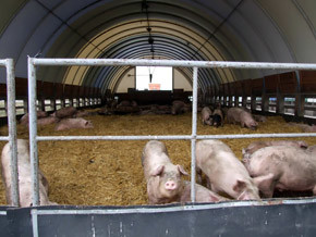 Пережить газовый кризис нам помогут свиньи 