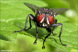 Ученые планируют вывести почти бессмертную муху 