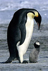 Императорские пингвины под угрозой исчезновения 