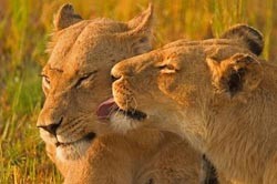 В киевском зоопарке станет больше львов 
