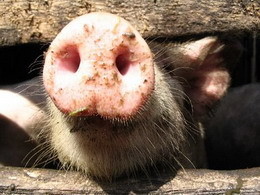 В Полтавской области поставят памятник свинье в болоте 
