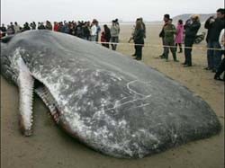 Защитники китов протаранили японский корабль-китобоец 