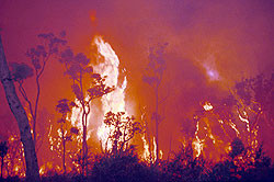 Австралия и австралийцы горят в масштабном пожаре 