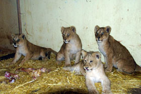 Ялтинский зоопарк усыновил четырех львят из Душанбе 