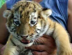 У тигрят киевского зоопарка нет игрушек 