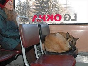 Бездомная дворняга ездит в столовую на трамвае 