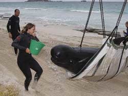 Австралийские киты совершили попытку самоубийства 