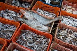 В Киеве появится рыбный рынок 