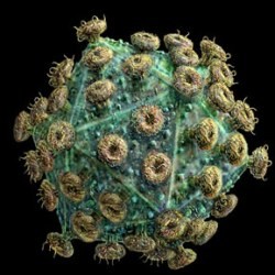 ВИЧ проникает в человека со скоростью 12 микрометров в секунду 