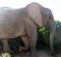 Невежливый слон-гей снова избил слоних 