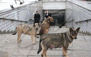 Зоозащитники поставили спектакль против отстрела бродячих собак 