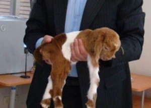 В Иране клонировали козу 