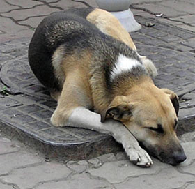 В Черкассах коммунальники покупают бездомных собак 