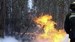 Поджигателей бориспольского леса поймали за руку 