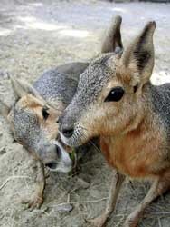 В одесском зоопарке родились необычные детеныши - помесь кролика и осла 