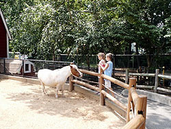 Киевский зоопарк будет продавать животных всем желающим 
