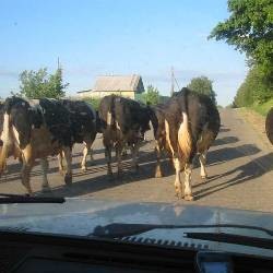 Эстонская полиция двое суток не может согнать стадо коров с автотрассы 