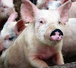 На украинцев за рубежом больные свиньи не чихали 