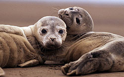В Европе запретили продавать всё, что сделано из тюленей 