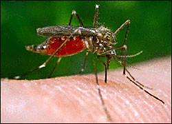 Билл Гейтс финансирует создание «комариного гриппа» 