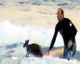 Австралийский дед Мазай вытащил из моря кенгуру 