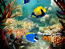 В Киеве пройдет фестиваль, посвященный красоте подводного мира 