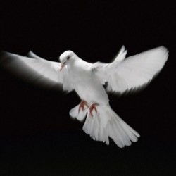 Американца засудили за «избиение голубя» 