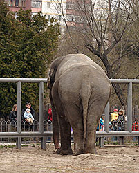 Слона в киевском зоопарке посадят на диету 