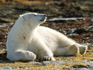 Подсчитано количество газа и нефти в Северном Ледовитом океане 