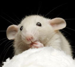 Ученые попытались научить мышей говорить. Те загрустили 