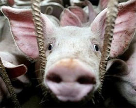 Пандемия свиного гриппа начнется осенью 