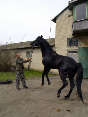 Единственную отечественную породу лошадей разводят на родине казаков 