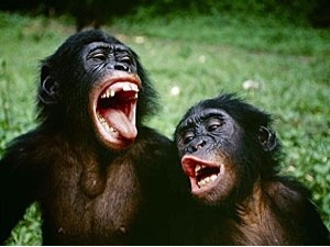 Люди и карликовые шимпанзе смеются одинаково 