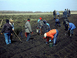 Поляки завлекают украинцев вкалывать на клубничных полях 