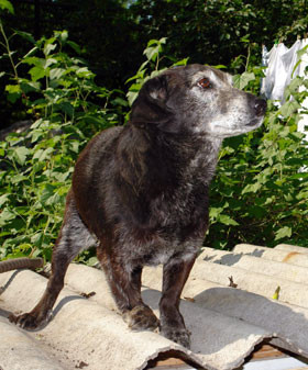 Дворняжка Жулик из Запорожья - самый старый пес в мире? 