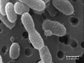 Американцы воскресили бактерии, которым 120 000 лет  