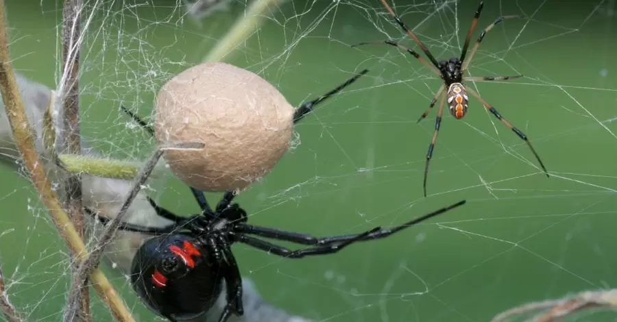 Укус паука может быть опаснее змеиного: что делать, если такое случилось